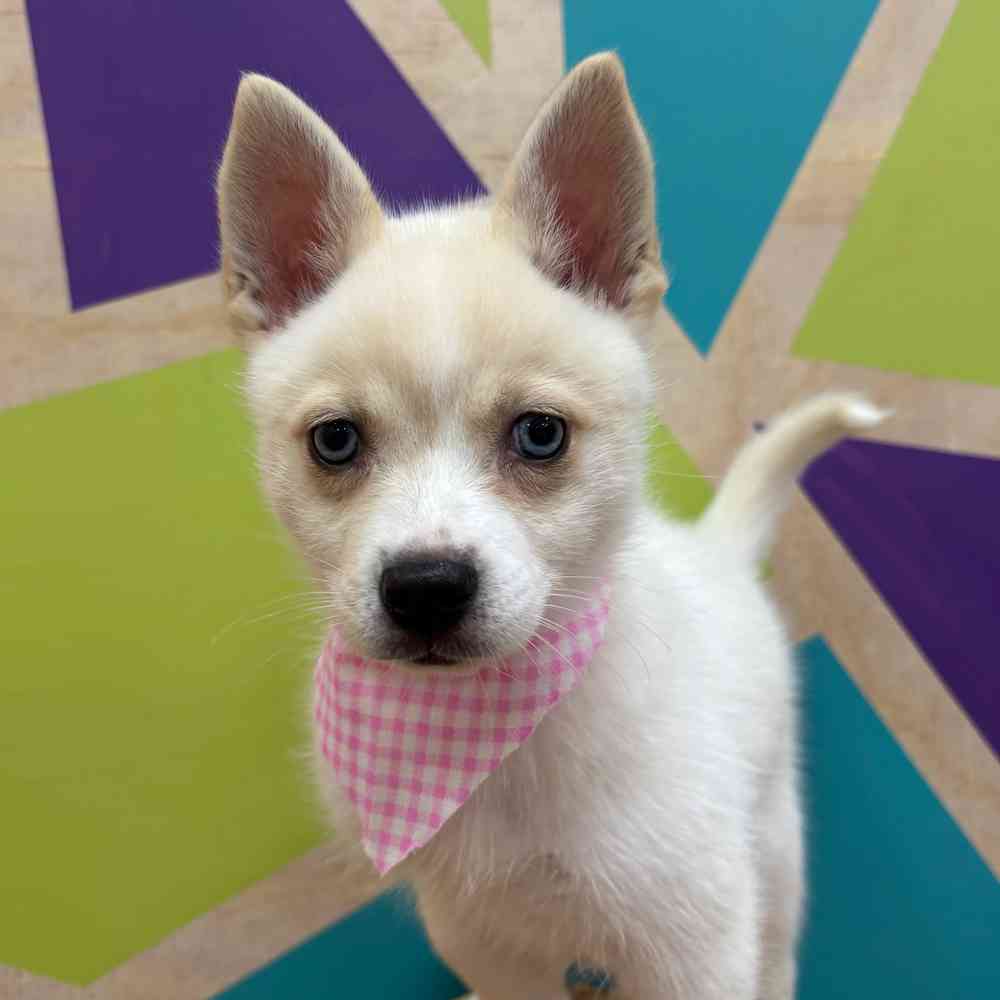 carousel pet images