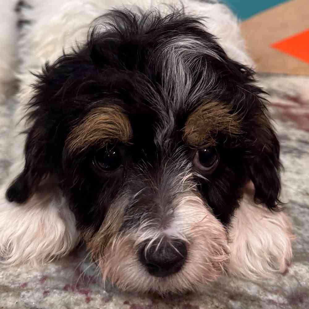 carousel pet images