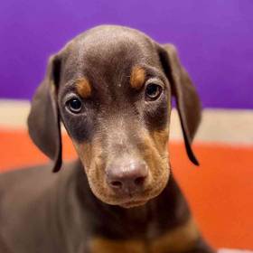 Doberman Pinscher