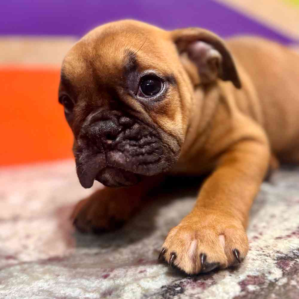 carousel pet images