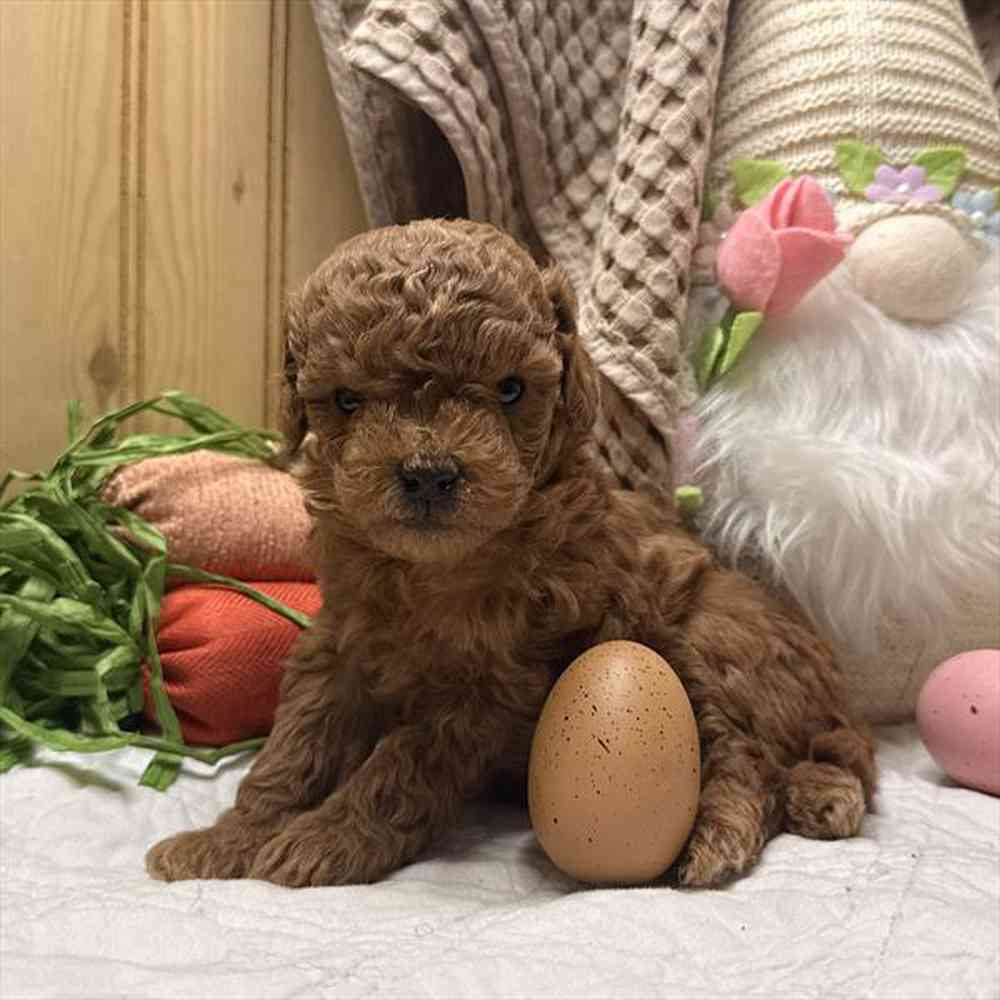 Image of a pet breed in the gallery