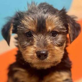 Yorkie