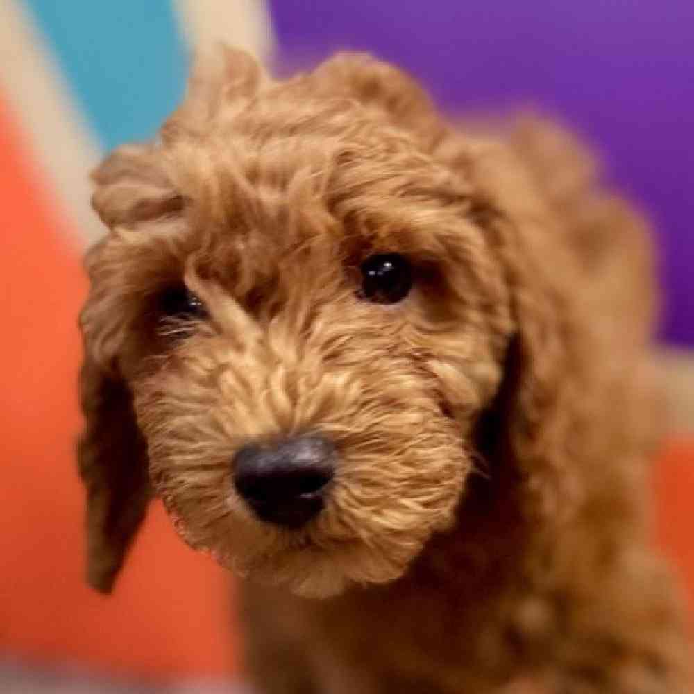 carousel pet images