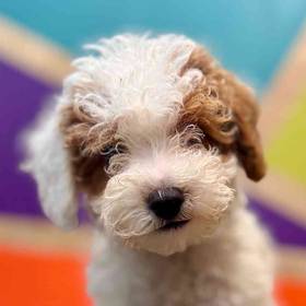 Mini Poodle