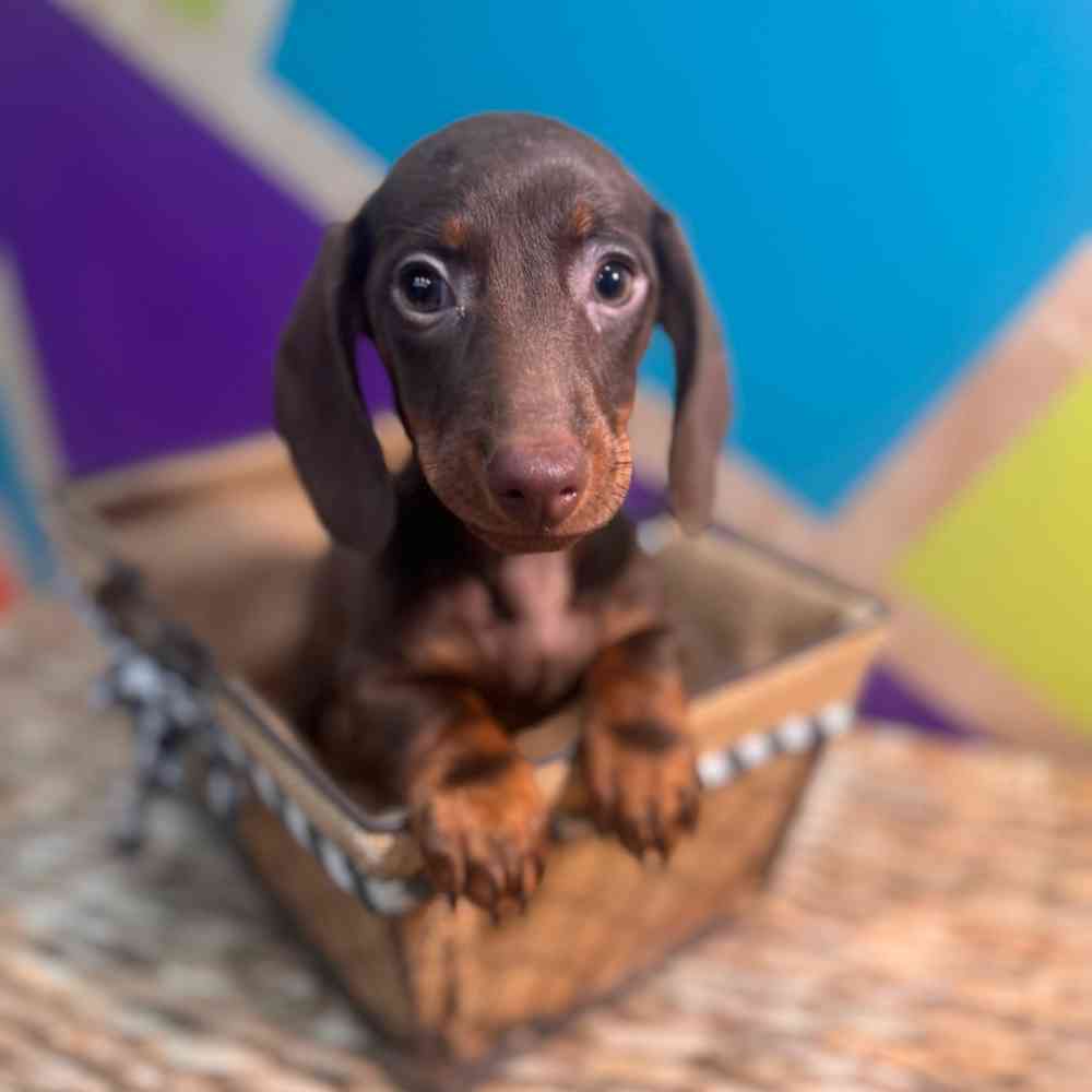 Image of a pet breed in the gallery