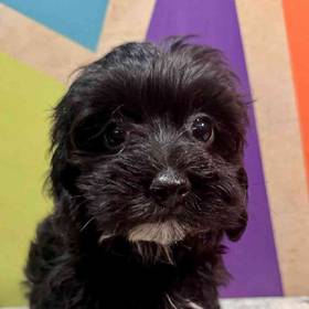Mini Poodle