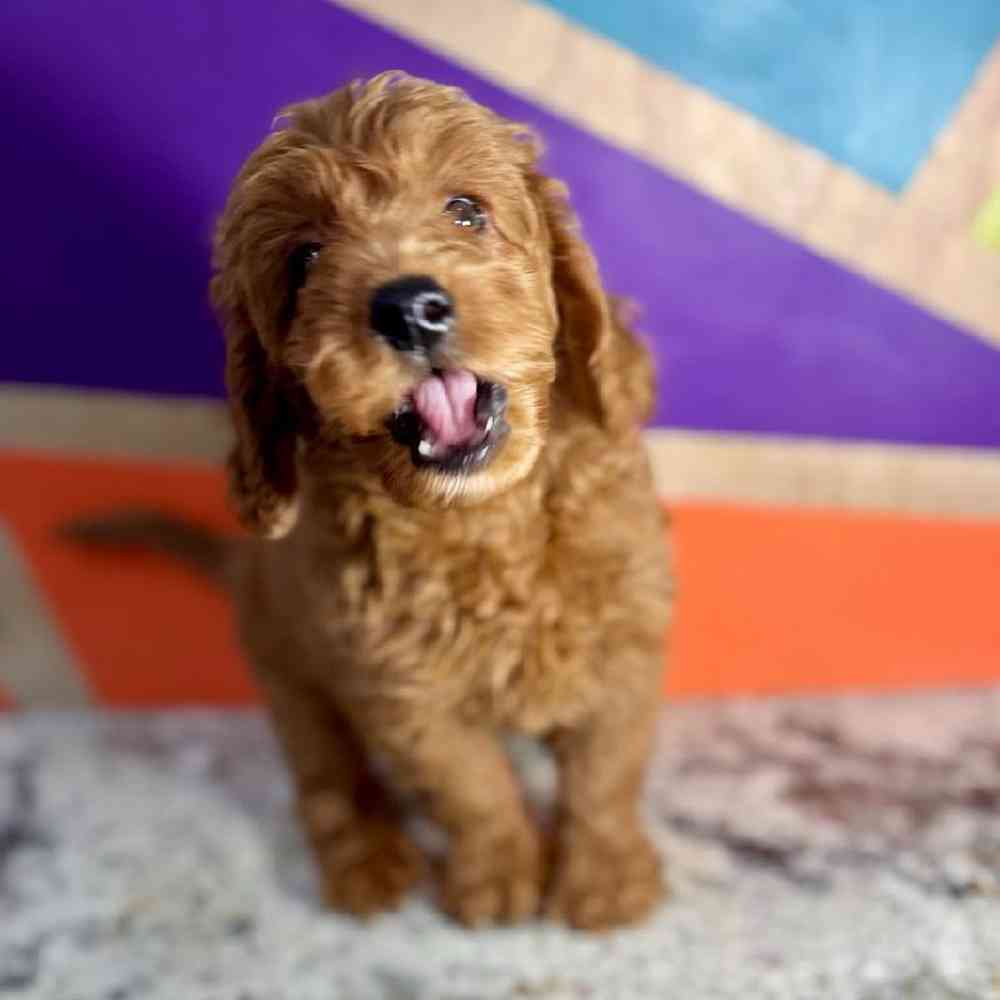 carousel pet images