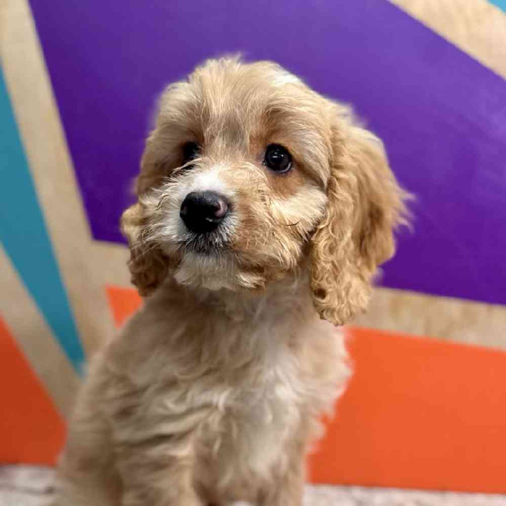 Image of a pet breed in the gallery