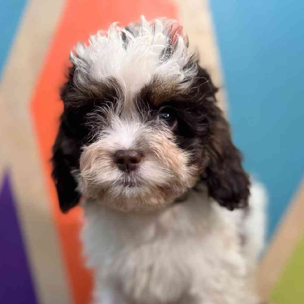 Female Cavapoo Puppy for Sale in Rogers, AR