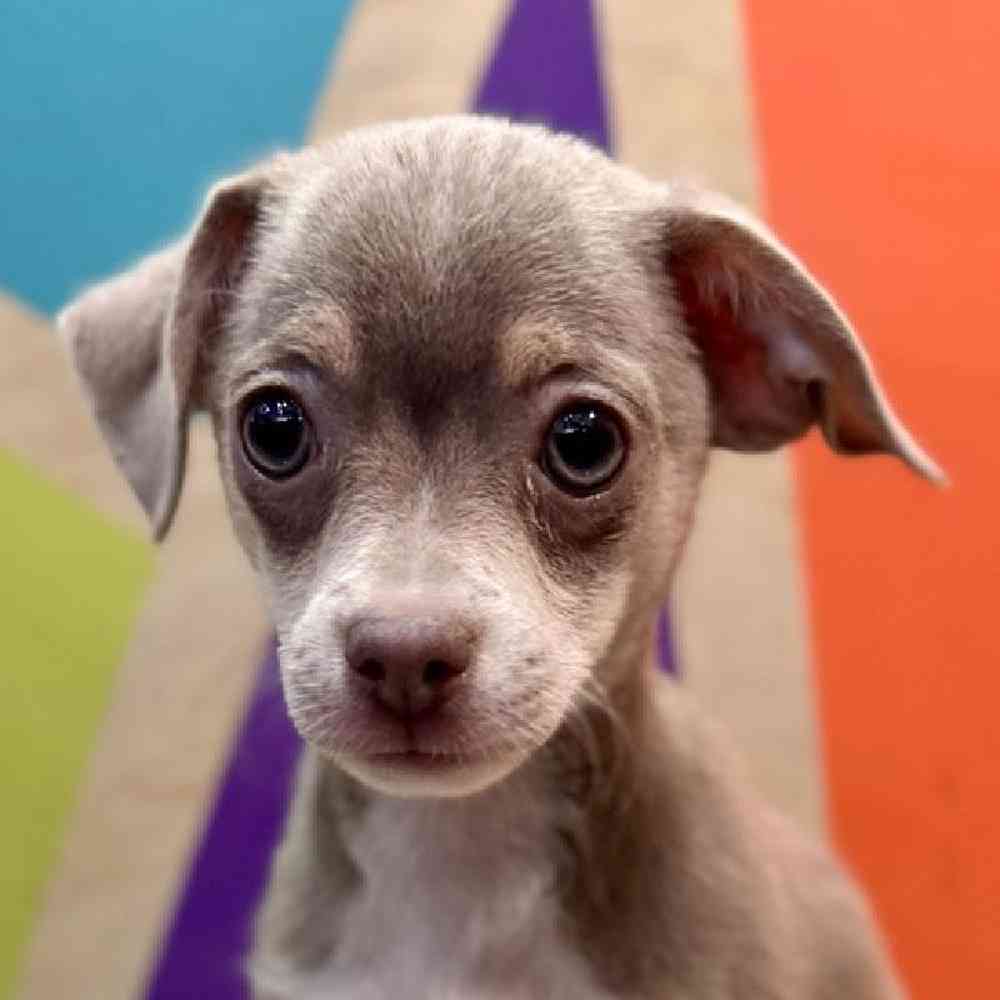 Male Chihuahua Puppy for Sale in Fayetteville, AR