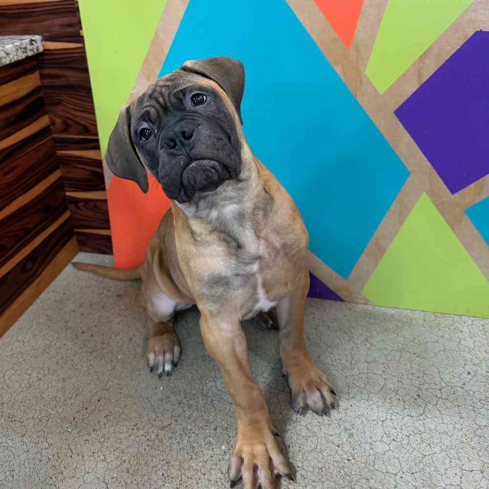 carousel pet images