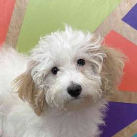 BichonPoo