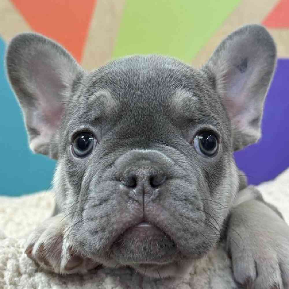 Male French Bulldog Puppy for Sale in Joplin, MO