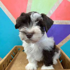 Mini Schnauzer