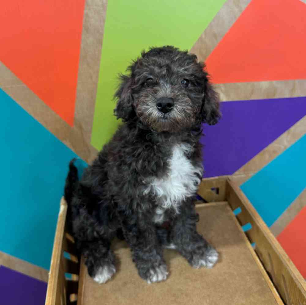 Image of a pet breed in the gallery