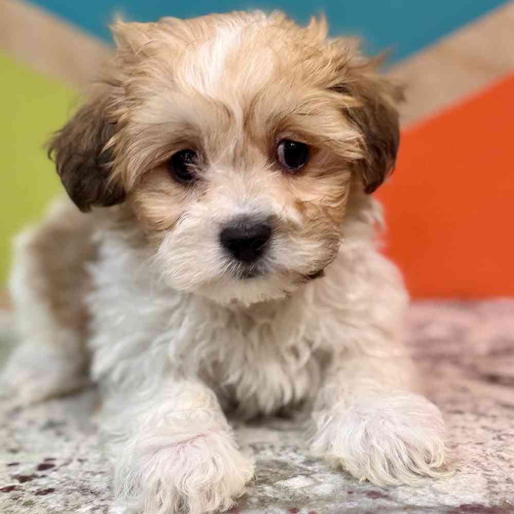 Image of a pet breed in the gallery