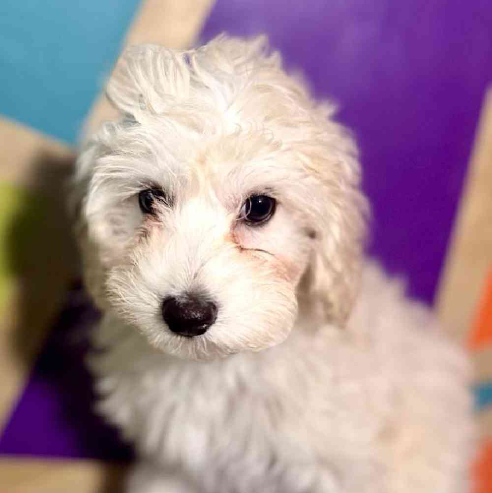 carousel pet images