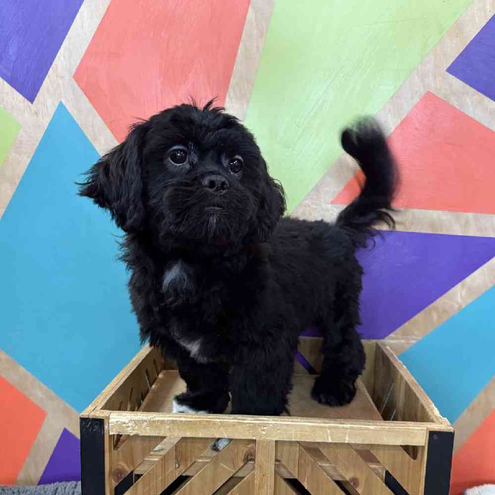 carousel pet images