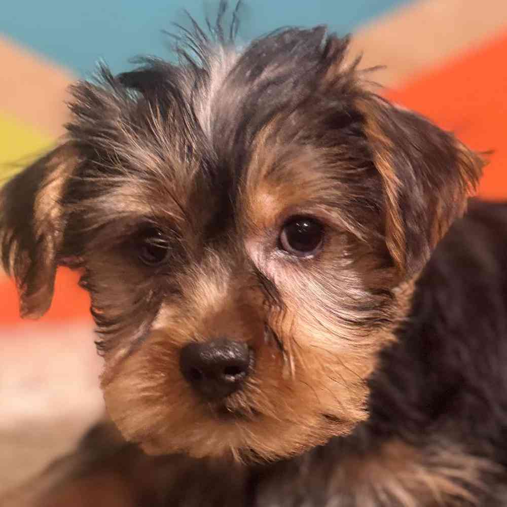 Male Yorkie Puppy for Sale in Rogers, AR