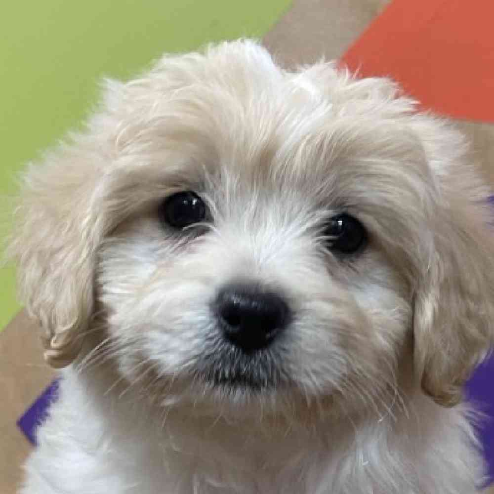 Female Peke-a-poo Puppy for Sale in Rogers, AR