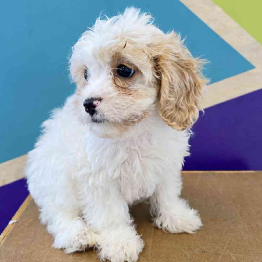 Male Cavachon Puppy for Sale in Joplin, MO