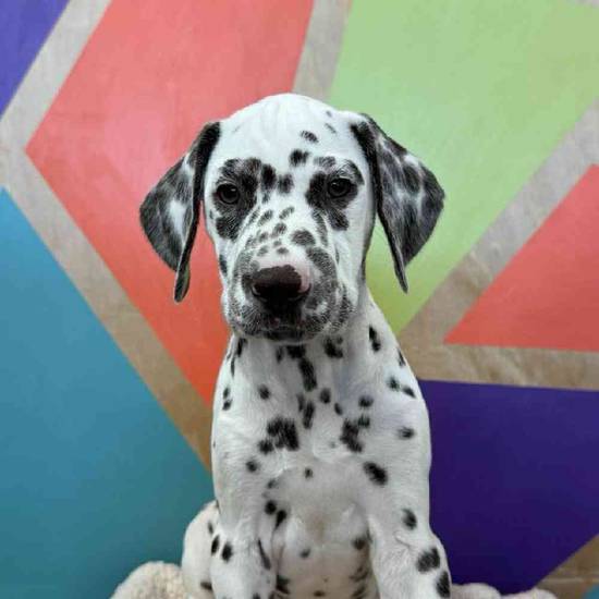 Dottie