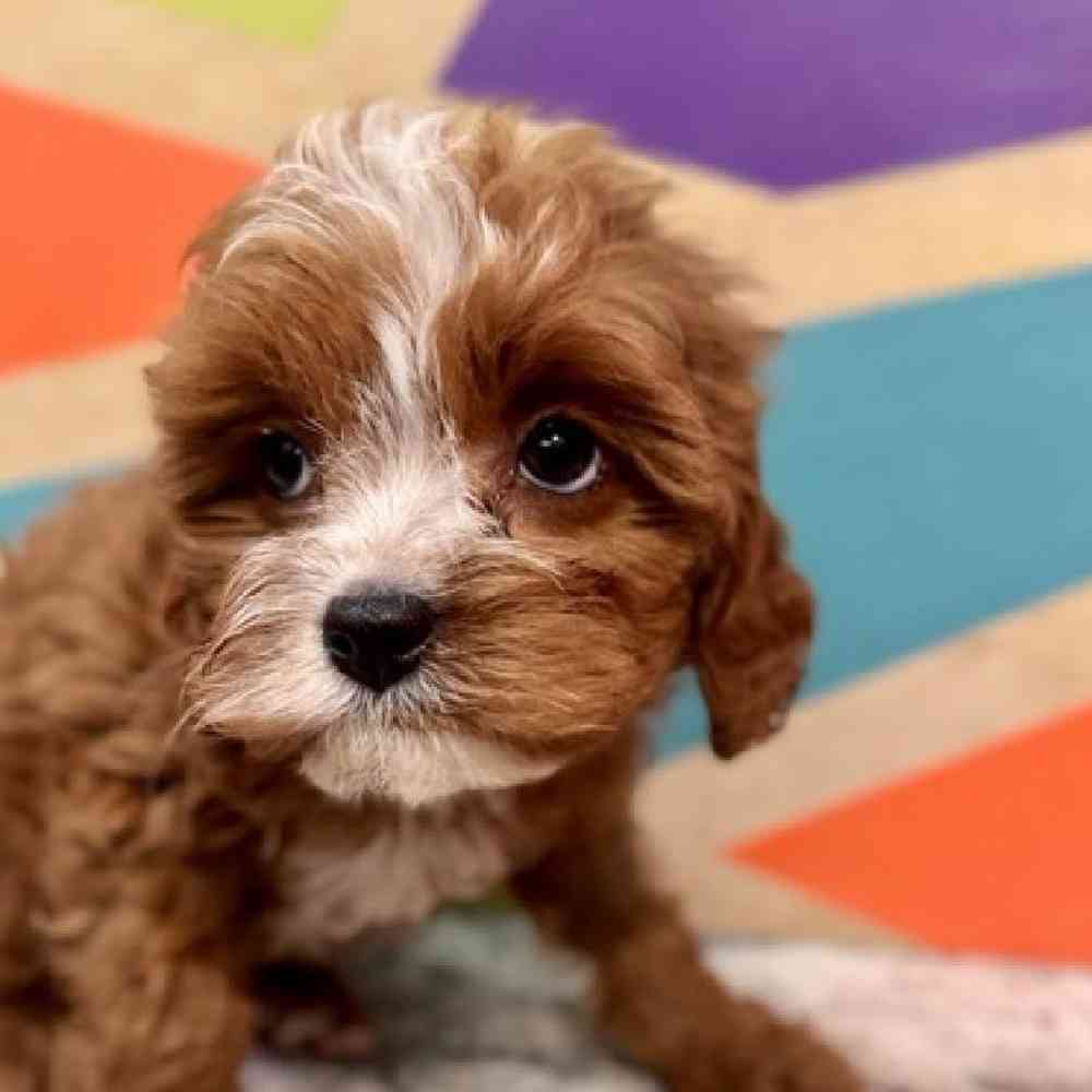 carousel pet images