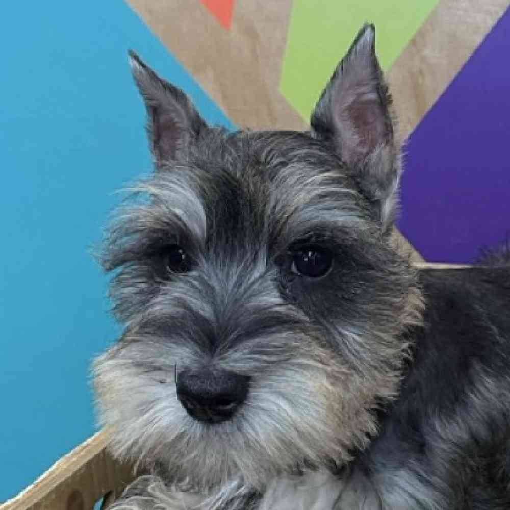 Male Mini Schnauzer Puppy for Sale in Rogers, AR