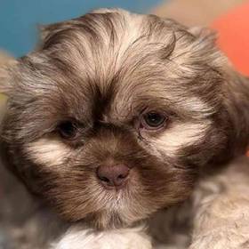 Shih Tzu
