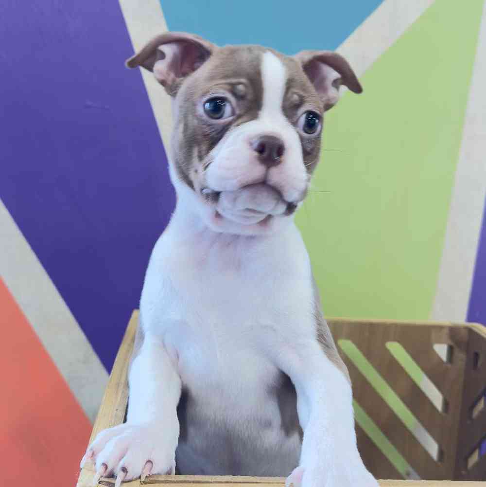 Image of a pet breed in the gallery