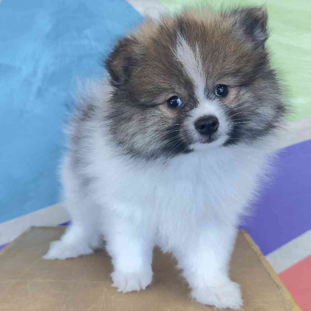 Image of a pet breed in the gallery