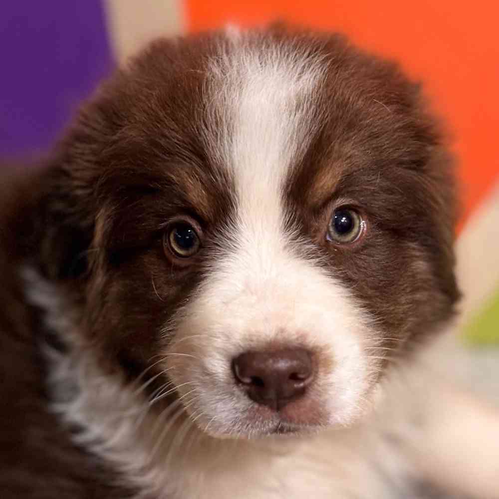 Image of a pet breed in the gallery