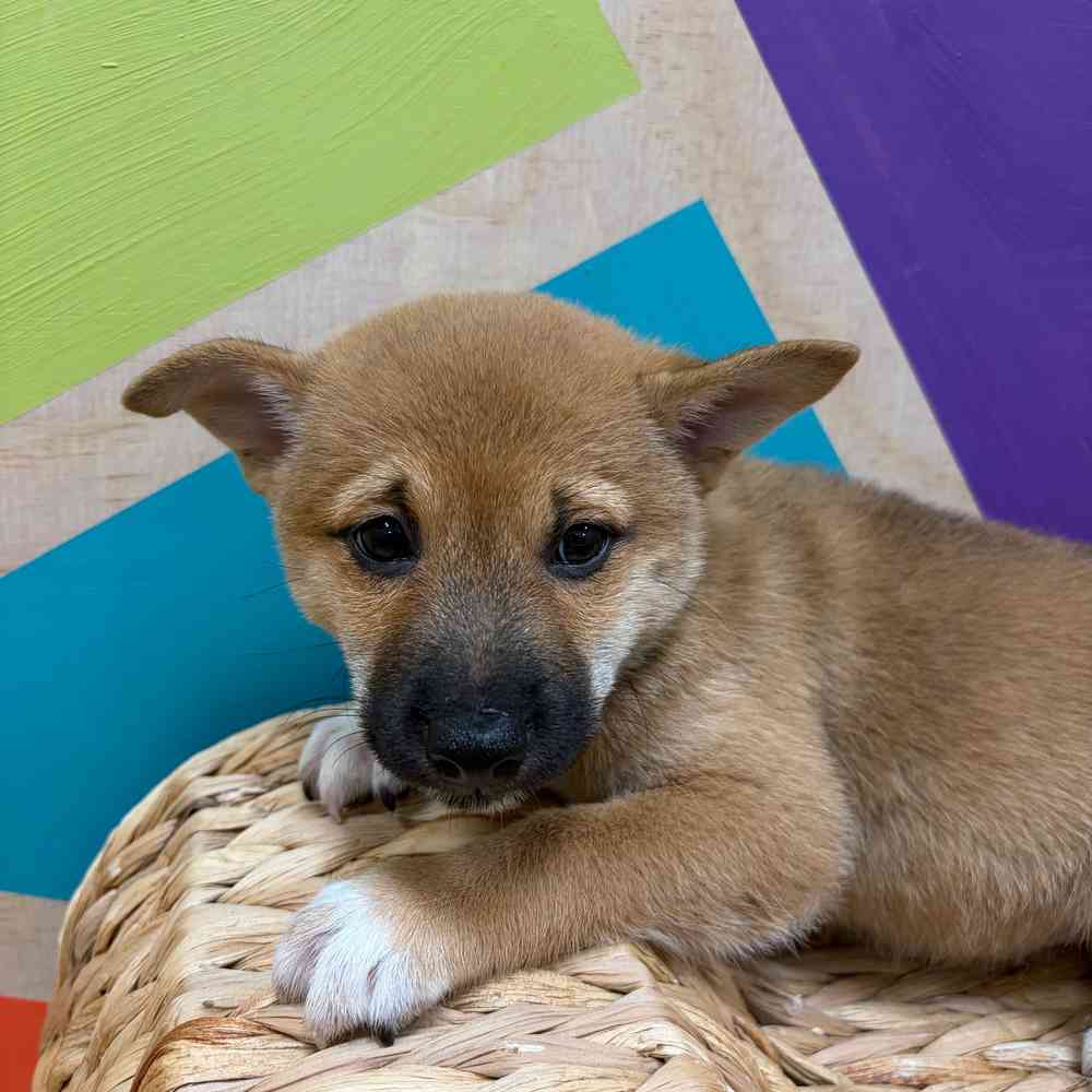 carousel pet images