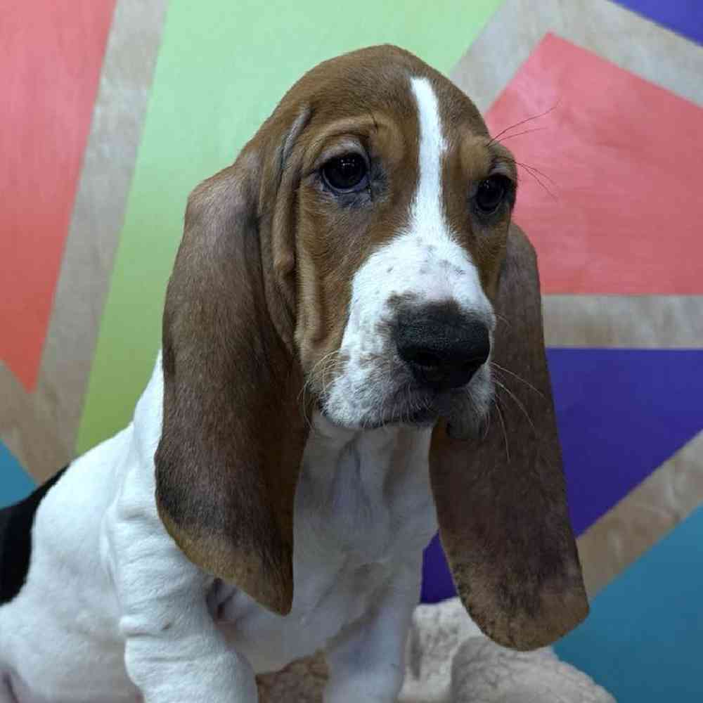 Female Basset Hound Puppy for Sale in Rogers, AR