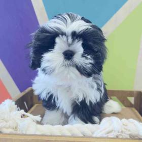 Shih Tzu