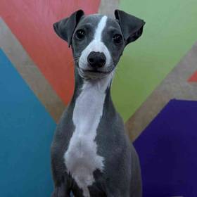 Italian Greyhound