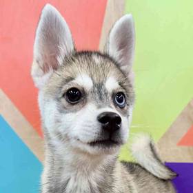 Alaskan Klee Kai