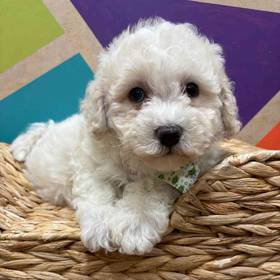 Daisy Dog