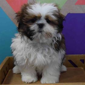 Shih Tzu