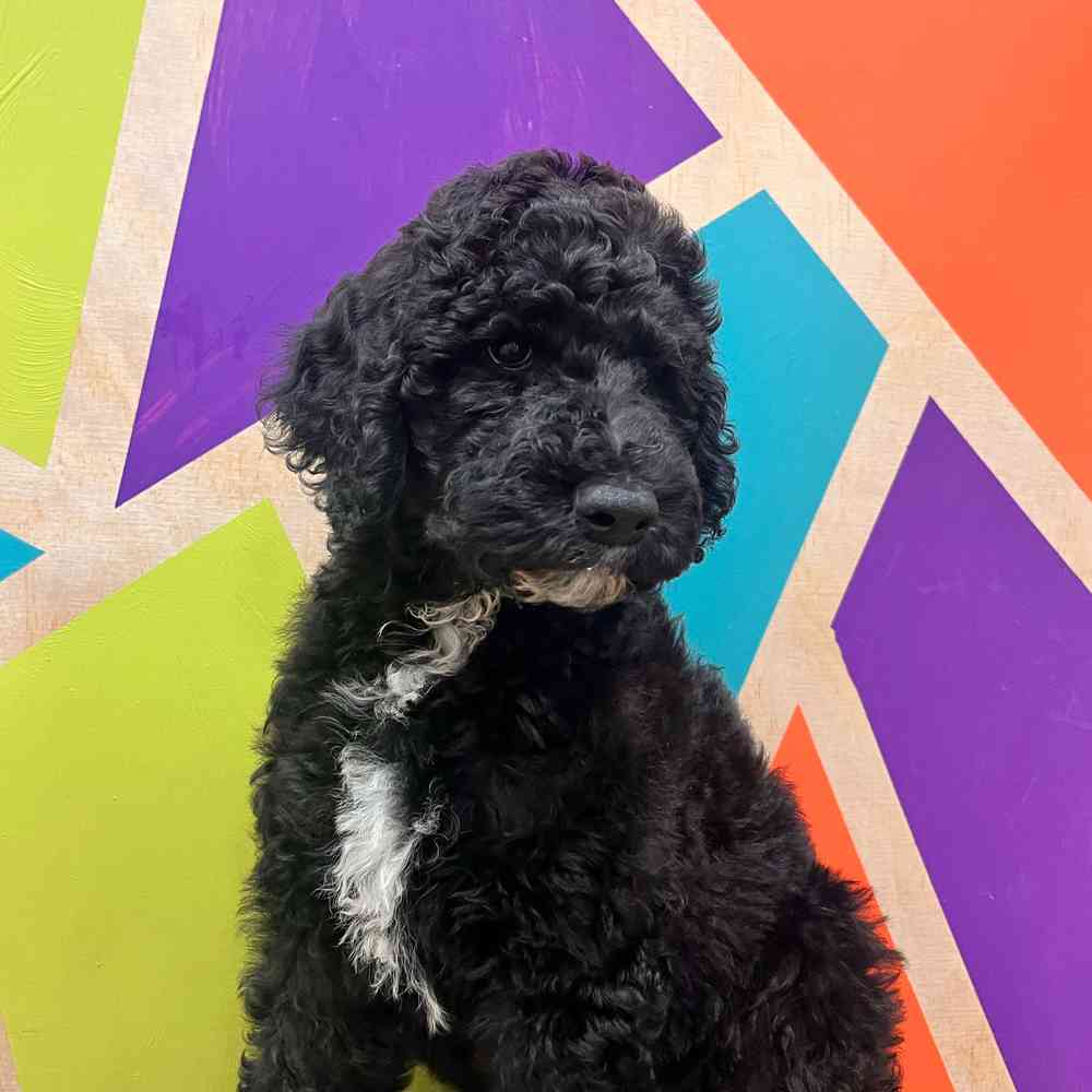 Image of a pet breed in the gallery