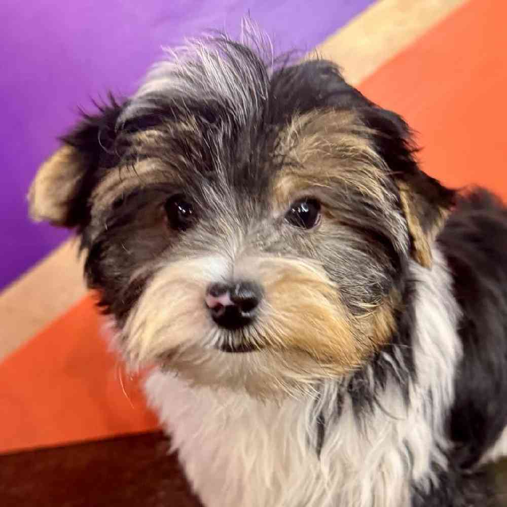 carousel pet images