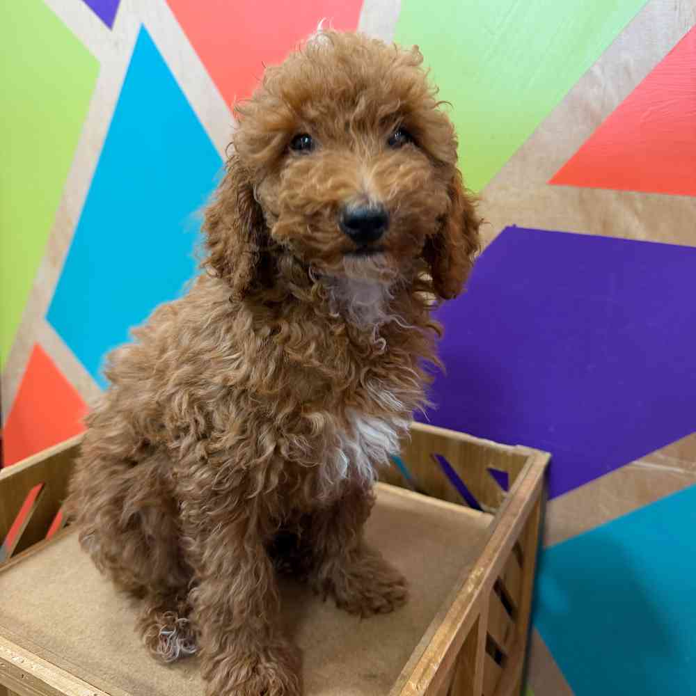carousel pet images
