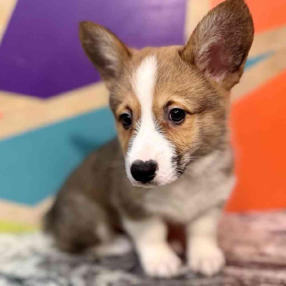 carousel pet images