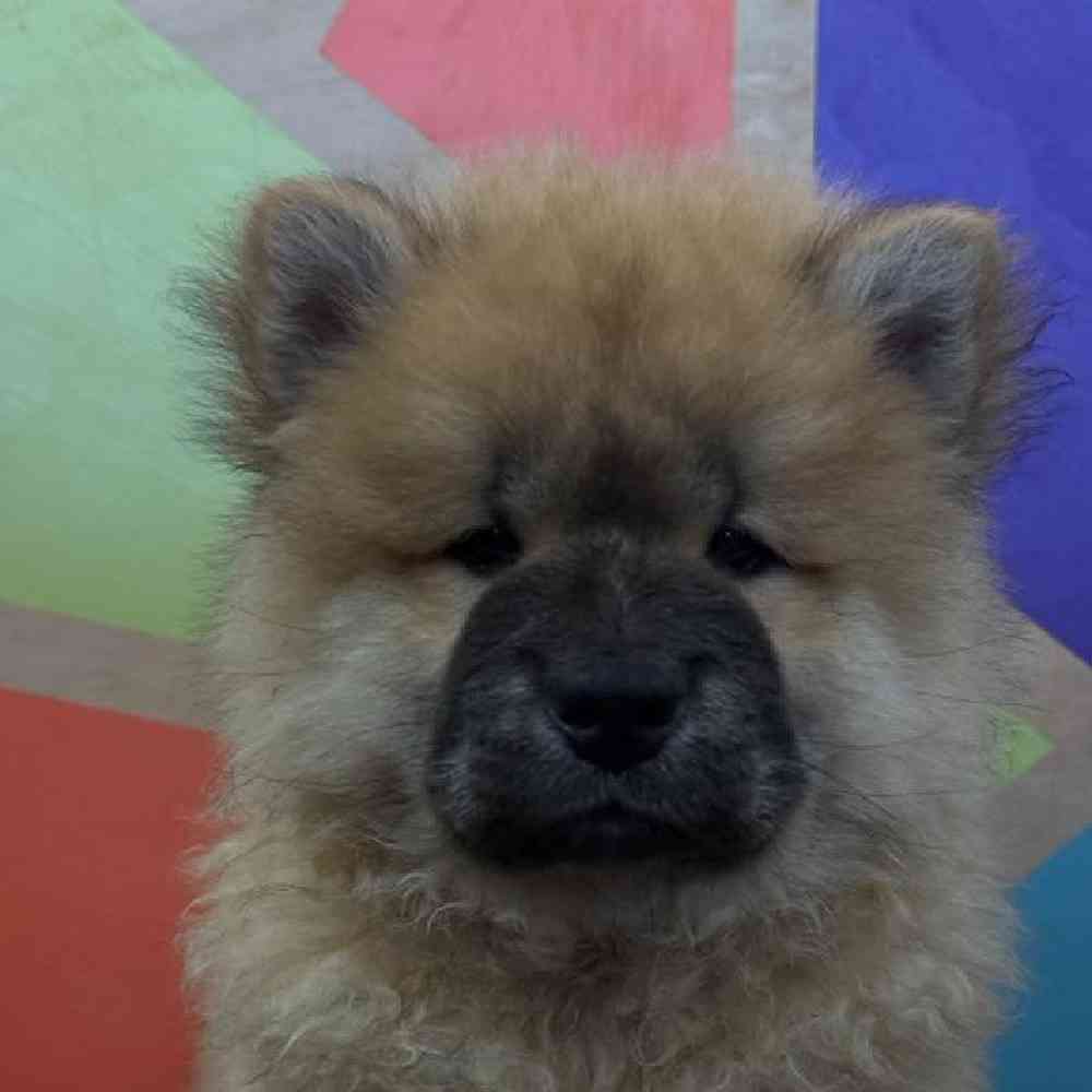 Image of a pet breed in the gallery