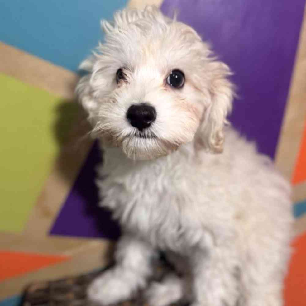 Image of a pet breed in the gallery