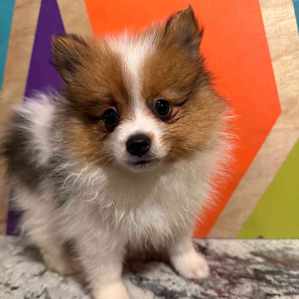 Image of a pet breed in the gallery