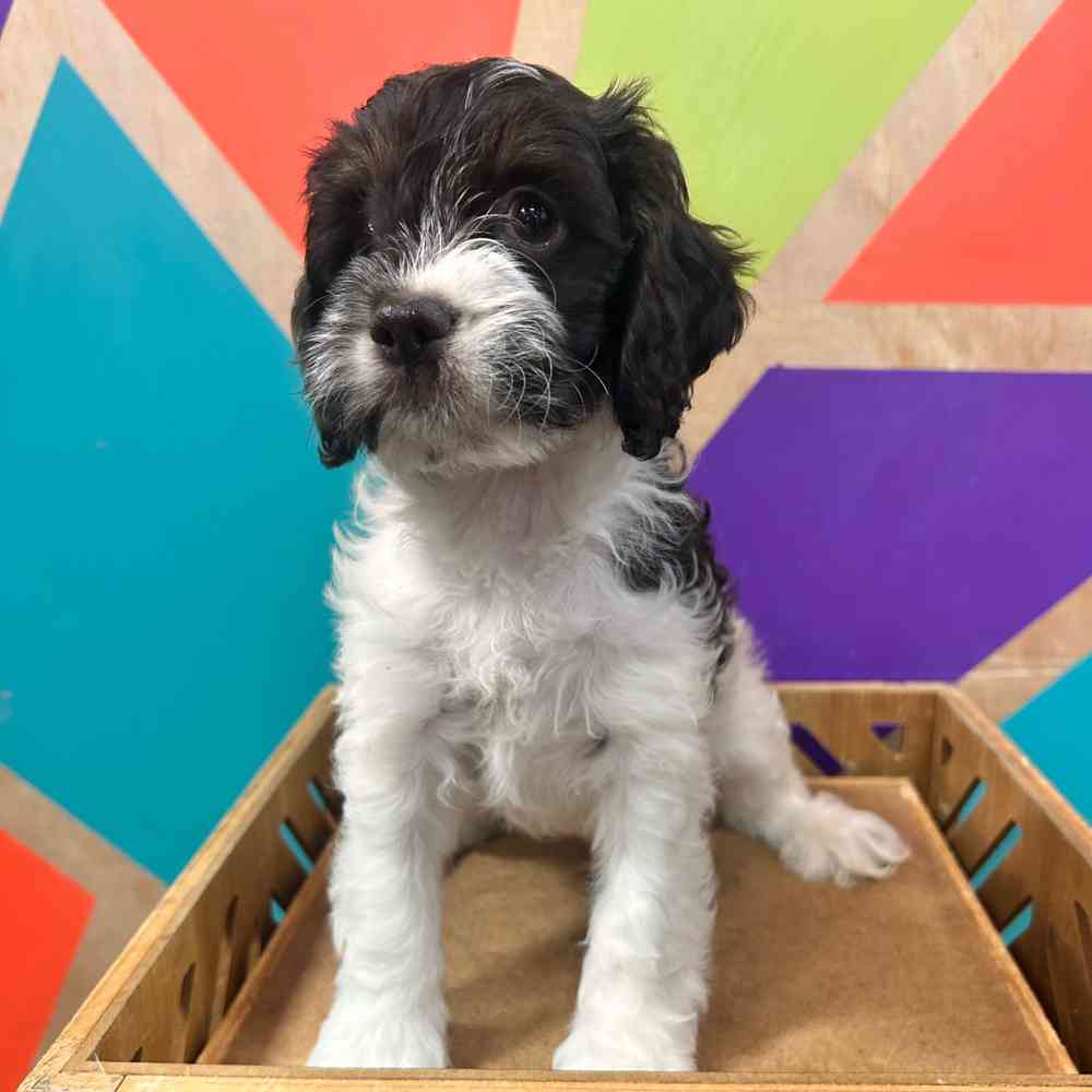 Image of a pet breed in the gallery