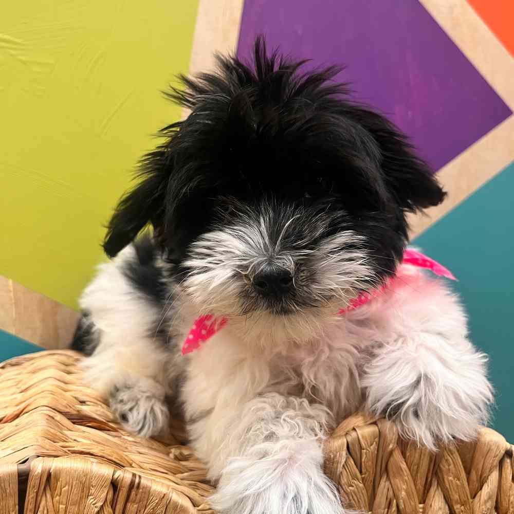 Image of a pet breed in the gallery