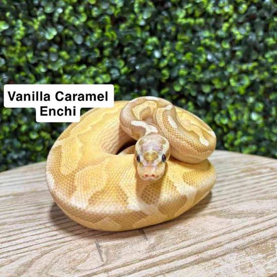 Ball Python