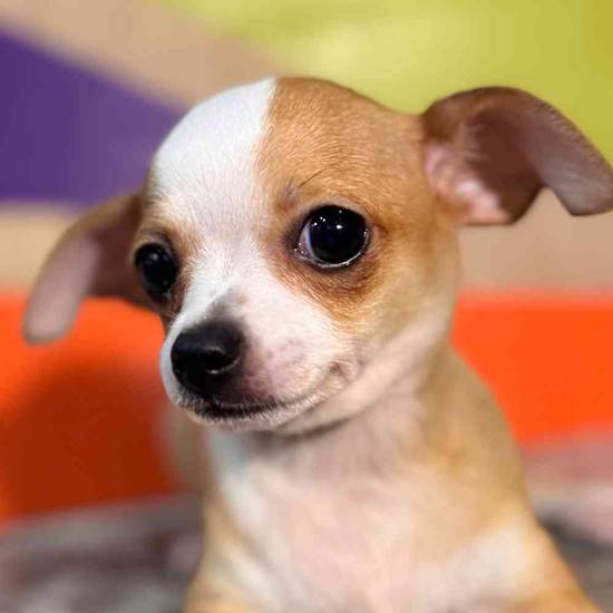 Taquito